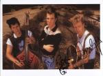 stray cats