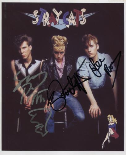 stray cats